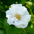 Rosa rugosa 'White Perfection'