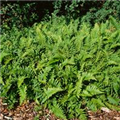 Polypodium vulgare