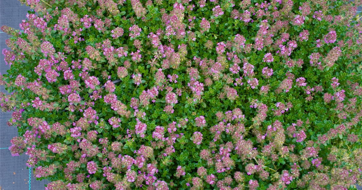 Thymus Praecox Purpurteppich Fr Hbl Hender Garten Thymian