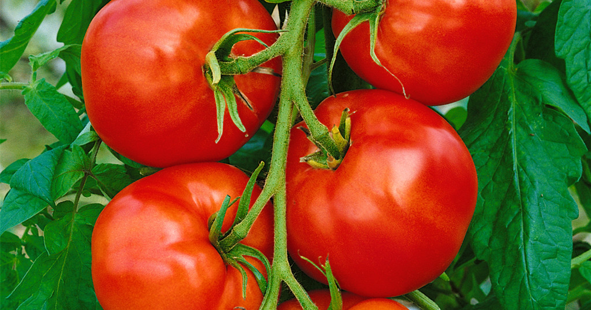 Solanum Lycopersicum Saint Pierre Fleischtomate Stanze