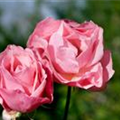 Rosa 'Queen Elizabeth Rose'®