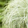 Carex comans 'Frosted Curls'