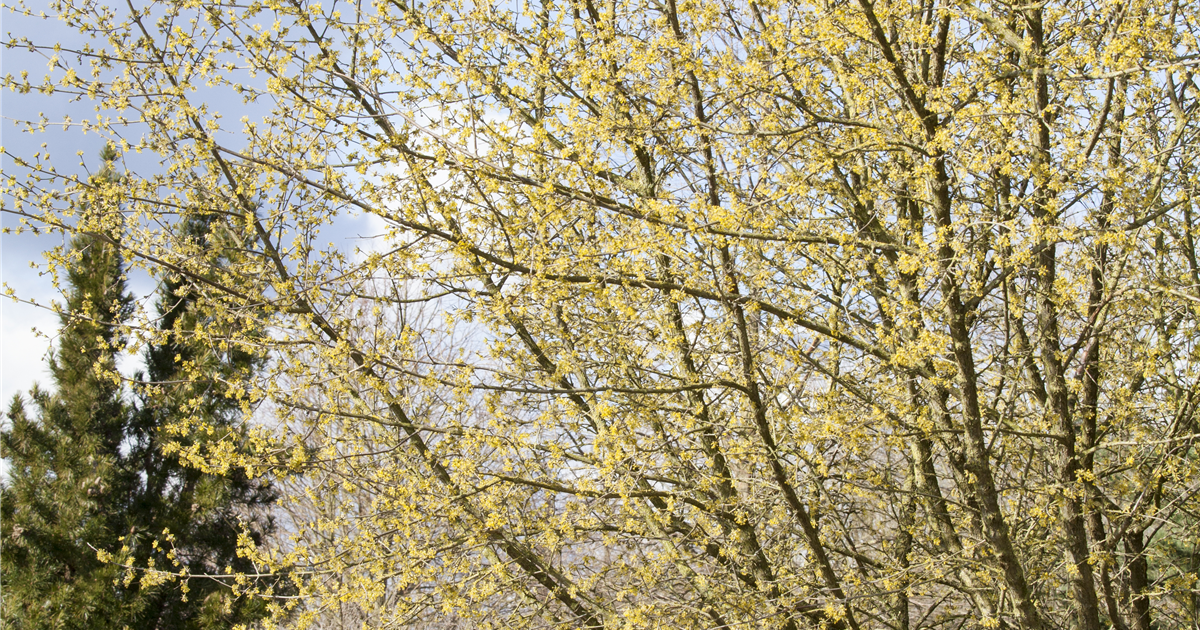 Cornus Mas Kornelkirsche Stanze Gartencenter In Hannover Hemmingen