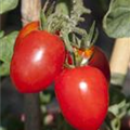 Solanum lycopersicum 'Roma'