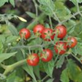 Solanum lycopersicum 'Rote Murmel'