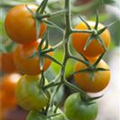 Solanum lycopersicum 'Sungold F1'
