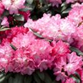 Rhododendron yakushimanum 'Anuschka'