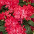 Rhododendron yakushimanum 'Astrid'®