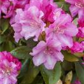 Rhododendron yakushimanum 'Blurettia'