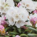 Rhododendron yakushimanum 'Koichiro Wada'