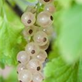 Ribes rubrum 'Witte Parel'