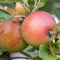 Malus domestica 'Rote Goldparmäne'