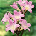 Amaryllis belladonna