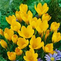 Crocus vernus 'Yellow Mammoth'