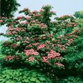 Cornus kousa 'Satomi'®