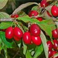 Cornus mas 'Big Ben'®