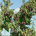 Cornus mas 'Kasanlaker'