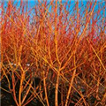 Cornus sanguinea 'Winter Flame'