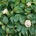 Cornus sericea