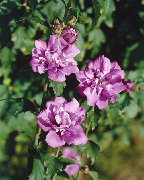 Hibiscus syriacus FRENCH CABARET ® PURPLE 'MINDOUV5