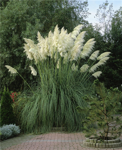 Cortaderia selloana \'Giant\', Garten-Pampasgras \'Giant\' Hannover in Hemmingen Gartencenter - Stanze