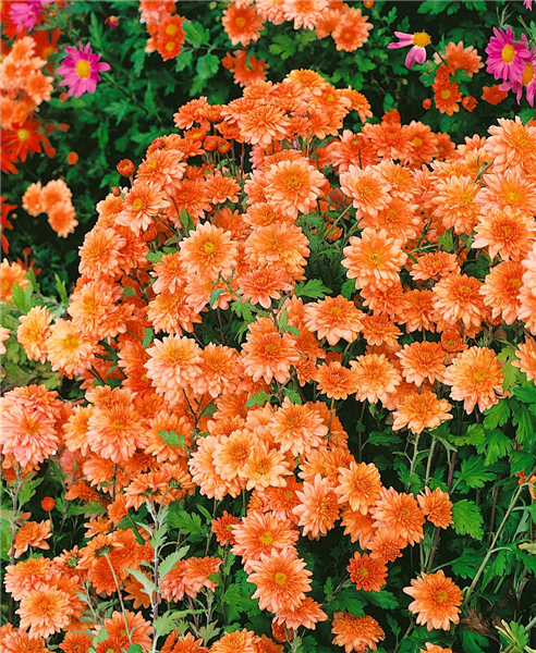 x Stanze \'Artist\' Hemmingen Garten-Chrysantheme Chrysanthemum Gartencenter - grandiflorum \'Artist\', Hannover in