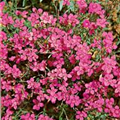 Dianthus deltoides 'Leuchtfunk'