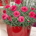 Dianthus 'Devon Cottage'