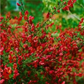 Cytisus scoparius 'Red Wings'