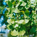 Ginkgo biloba 'Simon'