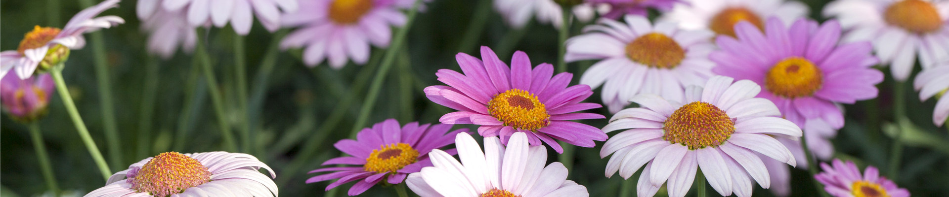 Argyranthemum frutescens