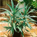 Dracaena deremensis 'Warneckii'