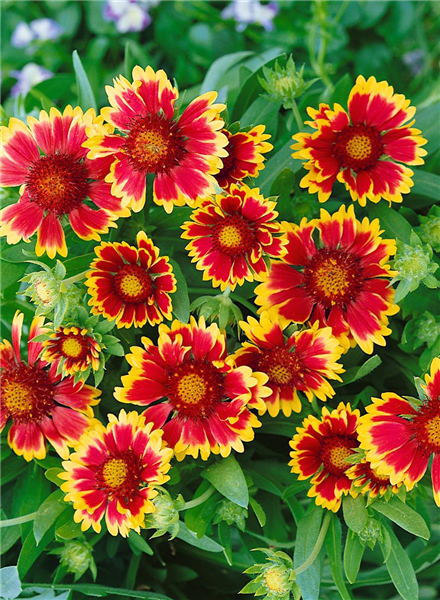 Gaillardia x best sale grandiflora kobold