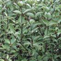 Cornus alba 'Kesselringii'