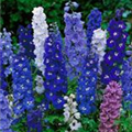 Delphinium 'Magic Fountains Dark Blue White Bee'