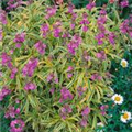 Erysimum linifolium 'Constant Cheer'