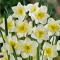 Narcissus 'Bella Estrella'