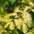 Metasequoia glyptostroboides 'Matthaie'