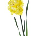Narcissus 'Flyer'
