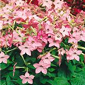 Nicotiana alata 'Starship Pink'