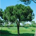Pinus pinea 'Silver Crest'