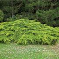 Juniperus x pfitzeriana 'Aurea'