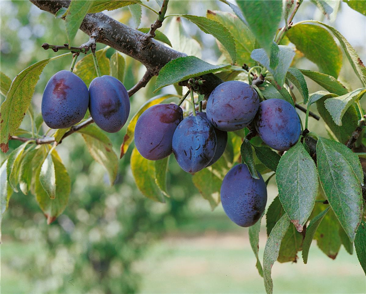 Prunus domestica subsp. domestica \'Hauszwetschge\' \'Hauszwetschge\', - Hemmingen Zwetschge Stanze Gartencenter in Hannover