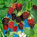 Rubus 'Thornless Boysenberry'