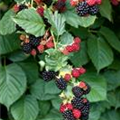 Rubus fruticosus 'BrazelBerry® Baby Cakes'