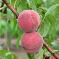 Prunus persica var. persica 'Roter Ellerstädler'