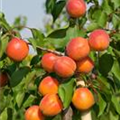 Prunus armeniaca 'Bergarouge'®