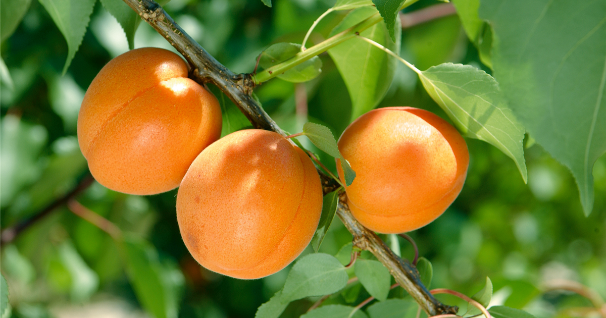 Prunus armeniaca \'Early Orange\', Stanze Orange\' in - Hannover Gartencenter Hemmingen \'Early Aprikose