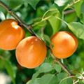 Prunus armeniaca 'Early Orange'