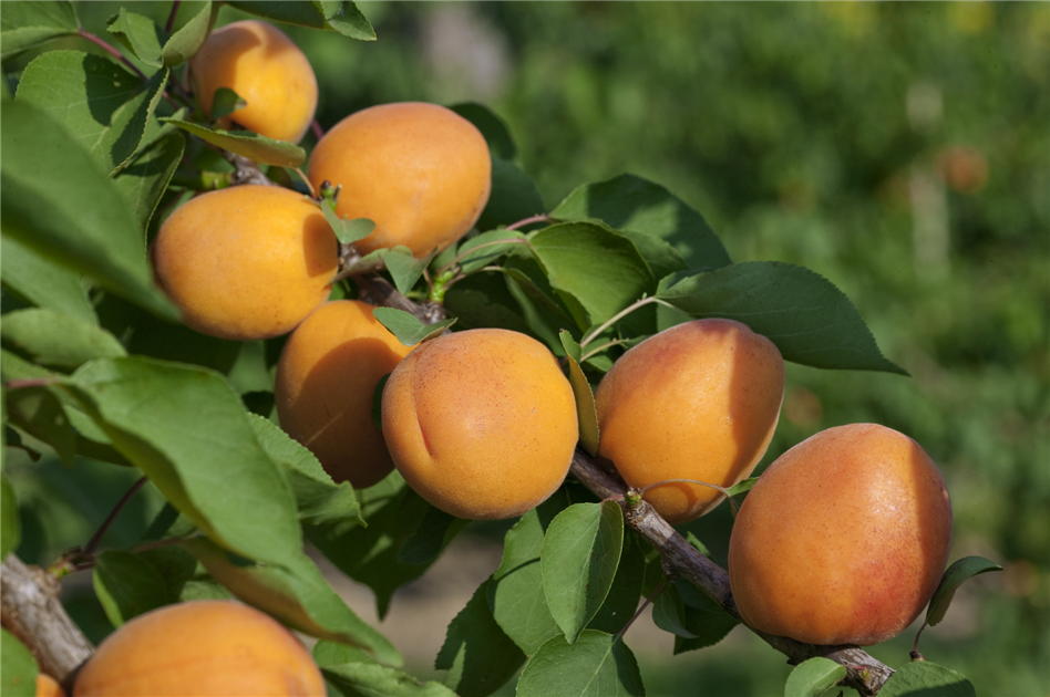 Prunus armeniaca 'Goldrich'®, Aprikose 'Goldrich'® - Stanze Gartencenter in  Hannover Hemmingen
